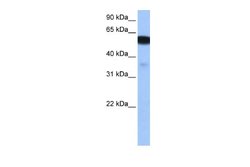 SLC9B1 Rabbit anti-Human, Polyclonal, Novus Biologicals 0.1 mL | Buy Online | Novus Biologicals | Fisher Scientific